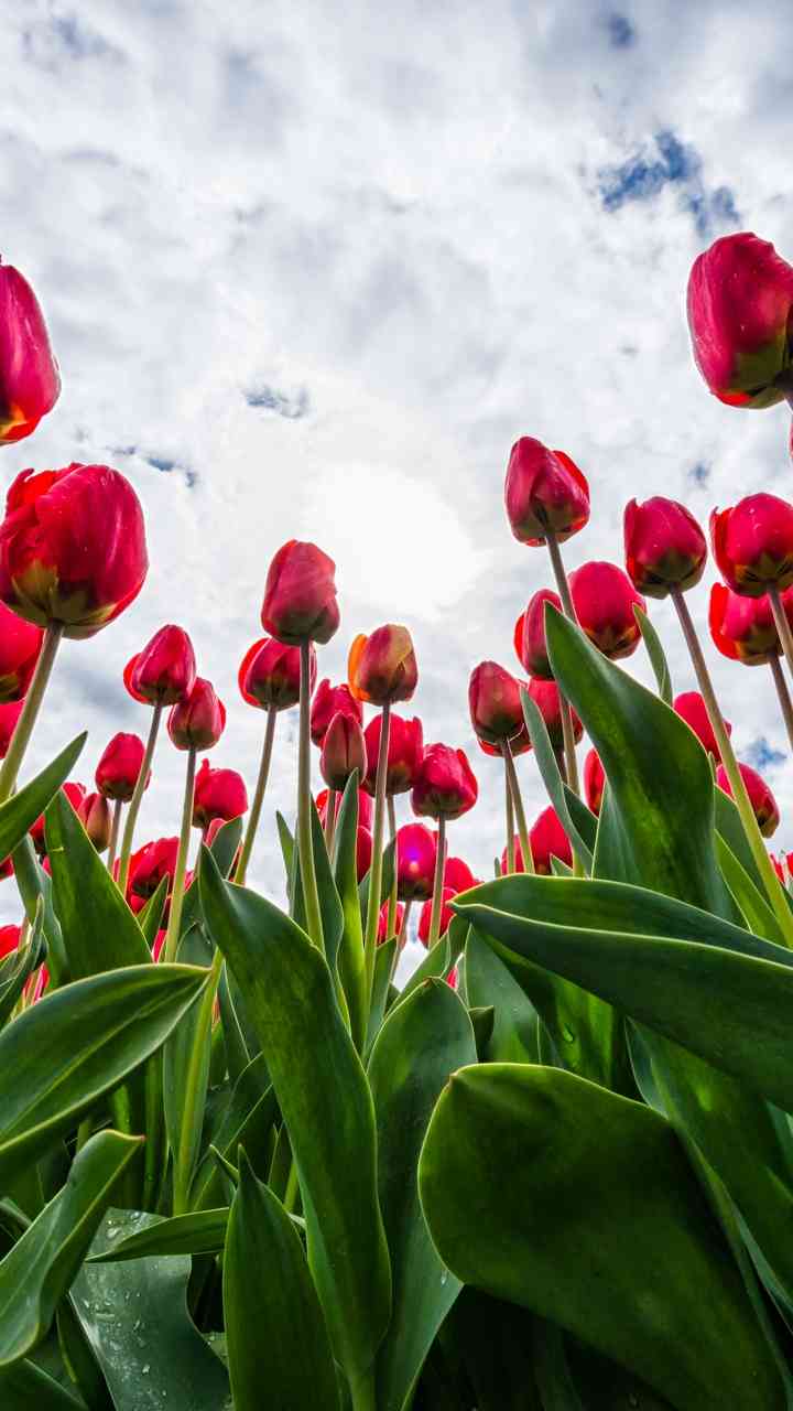 A field of blooming tulips. A colorful and cheerful wallpaper - MirrorLog